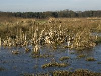 NL, Noord-Brabant, Oirschot, Westelbeersche Broek 18, Saxifraga-Jan van der Straaten