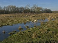 NL, Noord-Brabant, Oirschot, Westelbeersche Broek 6, Saxifraga-Jan van der Straaten