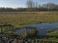 NL, Noord-Brabant, Oirschot, Westelbeersche Broek 7, Saxifraga-Jan van der Straaten