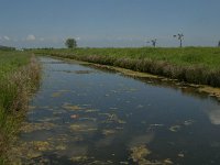 NL, Noord-Brabant, Oss, Groenendijk 1, Saxifraga-Jan van der Straaten