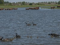 NL, Noord-Brabant, Steenbergen, Botkreek 11, Saxifraga-Jan van der Straaten