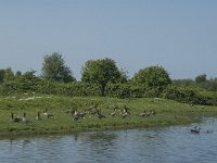 NL, Noord-Brabant, Steenbergen, Botkreek 3, Saxifraga-Jan van der Straaten