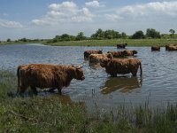 NL, Noord-Brabant, Steenbergen, Botkreek 9, Saxifraga-Jan van der Straaten