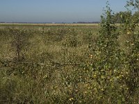 NL, Noord-Brabant, Steenbergen, Dintelse Gorzen 10, Saxifraga-Jan van der Straaten