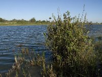 NL, Noord-Brabant, Steenbergen, Dintelse Gorzen 18, Saxifraga-Jan van der Straaten