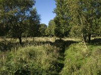 NL, Noord-Brabant, Steenbergen, Dintelse Gorzen 8, Saxifraga-Jan van der Straaten