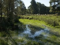 NL, Noord-Brabant, Steenbergen, Dintelse Gorzen 9, Saxifraga-Jan van der Straaten