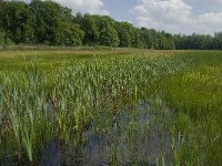 NL, Noord-Brabant, Tilburg, Nieuwe Tiend 13, Saxifraga-Jan van der Straaten