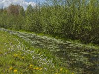 NL, Noord-Brabant, Tilburg, Nieuwe Tiend 18, Saxifraga-Marijke Verhagen