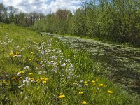 NL, Noord-Brabant, Tilburg, Nieuwe Tiend 19, Saxifraga-Marijke Verhagen