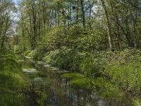 NL, Noord-Brabant, Tilburg, Nieuwe Tiend 29, Saxifraga-Marijke Verhagen