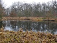 NL, Noord-Brabant, Valkenswaard, De Elshouters 4, Saxifraga-Tom Heijnen