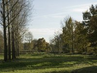 NL, Noord-Brabant, Valkenswaard, Pelterheggen 19, Saxifraga-Jan van der Straaten