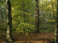 NL, Noord-Brabant, Vught, Kasteel Maurick 3, Saxifraga-Jan van der Straaten