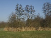 NL, Noord-Brabant, Waalre, De Elshouters 7, Saxifraga-Jan van der Straaten