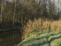 NL, Noord-Brabant, Waalre, De Elshouters, Dommel 2, Saxifraga-Jan van der Straaten