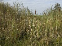 NL, Noord-Brabant, Waalwijk, Meerdijksche Driessen 2, Saxifraga-Jan van der Straaten