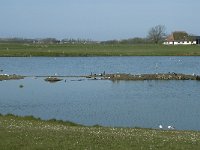 NL, Noord-Holland, Texel, Ottersaat 4, Saxifraga-Willem van Kruijsbergen