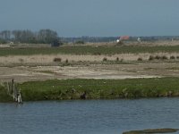 NL, Noord-Holland, Texel, Wagejot 3, Saxifraga-Willem van Kruijsbergen