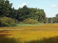 NL, Overijssel, Dinkelland, Mosbeek 2, Saxifraga-Hans Dekker