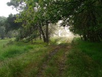 NL, Overijssel, Raalte, Boelerveld 2, Saxifraga-Mark Zekhuis