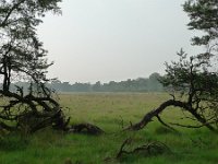 NL, Overijssel, Raalte, Boelerveld 4, Saxifraga-Mark Zekhuis