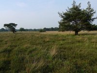 NL, Overijssel, Raalte, Boelerveld 8, Saxifraga-Mark Zekhuis