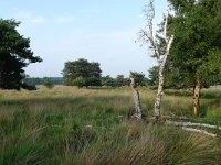 NL, Overijssel, Raalte, Boelerveld 9, Saxifraga-Mark Zekhuis