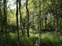 NL, Overijssel, Steenwijkerland, Weerribben 12, Saxifraga-Hans Dekker