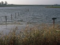 NL, Zeeland, Schouwen-Duiveland, Dijkwater 4, Saxifraga-Jan van der Straaten