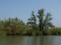 NL, Zuid-Holland, Dordrecht, Helsloot 2, Saxifraga-Jan van der Straaten