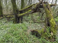 Fallen willow trees covered with mosses  Fallen willow trees covered with mosses : decay, fallen, flora, floral, forest, green, mosses, natural, nature, rural landscape, spring, springtime, tree, willow, woodland