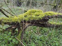 Fallen willow trees covered with mosses  Fallen willow trees covered with mosses : decay, fallen, flora, floral, forest, green, mosses, natural, nature, rural landscape, spring, springtime, tree, willow, woodland