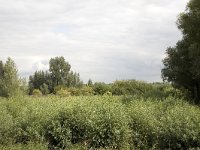 Reed and willows in Biesbosch National Park, South Holland, Neth  Reed and willows in Biesbosch National Park, South Holland, Netherlands : reed, willow, tree, coppice, rural landscape, marsh, wetland, nature reserve, Biesbosch, National Park, NP, forest, Dordrecht, South Holland, Netherlands, Holland, nature, natural, summer, summertime