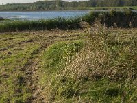 NL, Zuid-Holland, Dordrecht, Tongplaat 23, Saxifraga-Jan van der Straaten