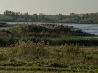 NL, Zuid-Holland, Dordrecht, Tongplaat 30, Saxifraga-Jan van der Straaten