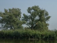 NL, Zuid-Holland, Dordrecht, Zoetemelkskil 17, Saxifraga-Jan van der Straaten