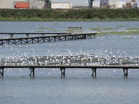 NL, Zuid-Holland, Hendrik-Ido-Ambacht, Sophiapolder 6, Saxifraga-Willem van Kruijsbergen