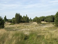 NL, Drenthe, Midden-Drenthe, Mantingerveld 10, Saxifraga-Willem van Kruijsbergen