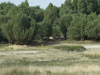 NL, Drenthe, Midden-Drenthe, Mantingerveld 14, Saxifraga-Willem van Kruijsbergen