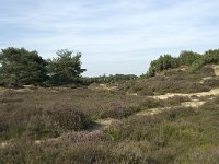 NL, Drenthe, Midden-Drenthe, Mantingerveld 9, Saxifraga-Willem van Kruijsbergen