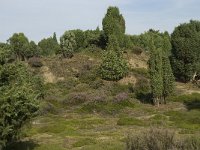 NL, Drenthe, Midden-Drenthe, Mantingerzand 11, Saxifraga-Willem van Kruijsbergen