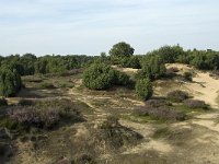 NL, Drenthe, Midden-Drenthe, Mantingerzand 17, Saxifraga-Willem van Kruijsbergen