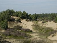 NL, Drenthe, Midden-Drenthe, Mantingerzand 19, Saxifraga-Willem van Kruijsbergen