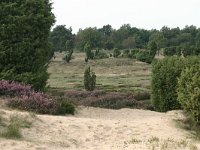 NL, Drenthe, Midden-Drenthe, Mantingerzand 2, Saxifraga-Hans Boll