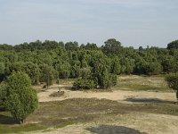 NL, Drenthe, Midden-Drenthe, Mantingerzand 7, Saxifraga-Willem van Kruijsbergen