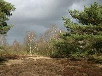 NL, Drenthe, Midden-Drenthe, Zuiderhijken 10, Saxifraga-Hans Boll