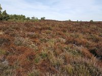 Dying heath due to drought, Maasduinen National Park, Limburg, Netherlands  Dying heath due to drought, Maasduinen National Park, Limburg, Netherlands : autumn, brown, drought, dry up, europe, european, fall, field, forest, heath, heather, hot summer, limburg, maasduinen, Maasduinen national park, national park, natural, nature, netherlands, no people, nobody, non-urban scene, np, outdoors, outside, rural, rural landscape, rural scene, shriveled, tree, trees, withered, woodland