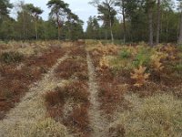 Sandy track through shriveled heath in Maasduinen National Park, Limburg, Netherlands  Sandy track through shriveled heath in Maasduinen National Park, Limburg, Netherlands : autumn, europe, european, fall, field, forest, heath, heather, limburg, Maasduinen national park, national park, natural, nature, netherlands, no people, nobody, np, outdoors, outside, path, sand, sandy, track, tree, trees, woodland, brown, drought, dry up, hot summer, maasduinen, non-urban scene, rural, rural landscape, rural scene, shriveled, withered