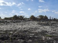 Area burnt by forest and heath fire, Maasduinen National Park, Limburg, Netherlands  Area burnt by forest and heath fire, Maasduinen National Park, Limburg, Netherlands : ash, ashes, black, damage, europe, european, field, forest, forest fire, heath, heath fire, heathland, limburg, Maasduinen national park, national park, natural, nature, netherlands, no people, nobody, np, outdoors, outside, sand, tree, trees, woodland, maasduinen, non-urban scene, rural, rural landscape, rural scene